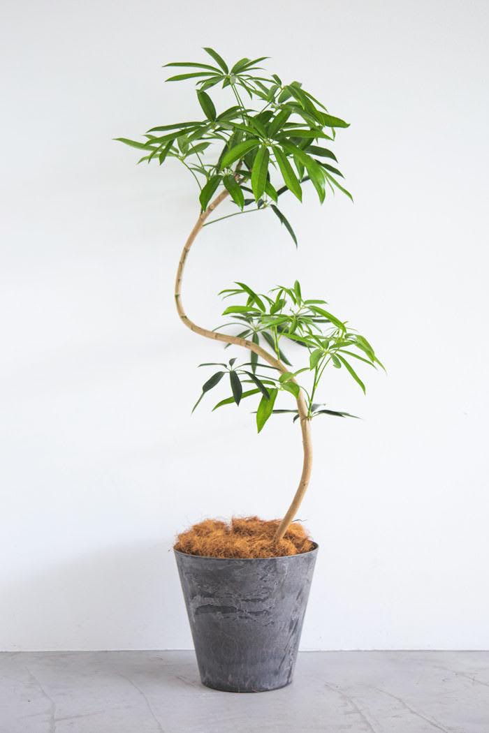 観葉植物 シェフレラ・アンガスティフォリア 曲がり（8号鉢）