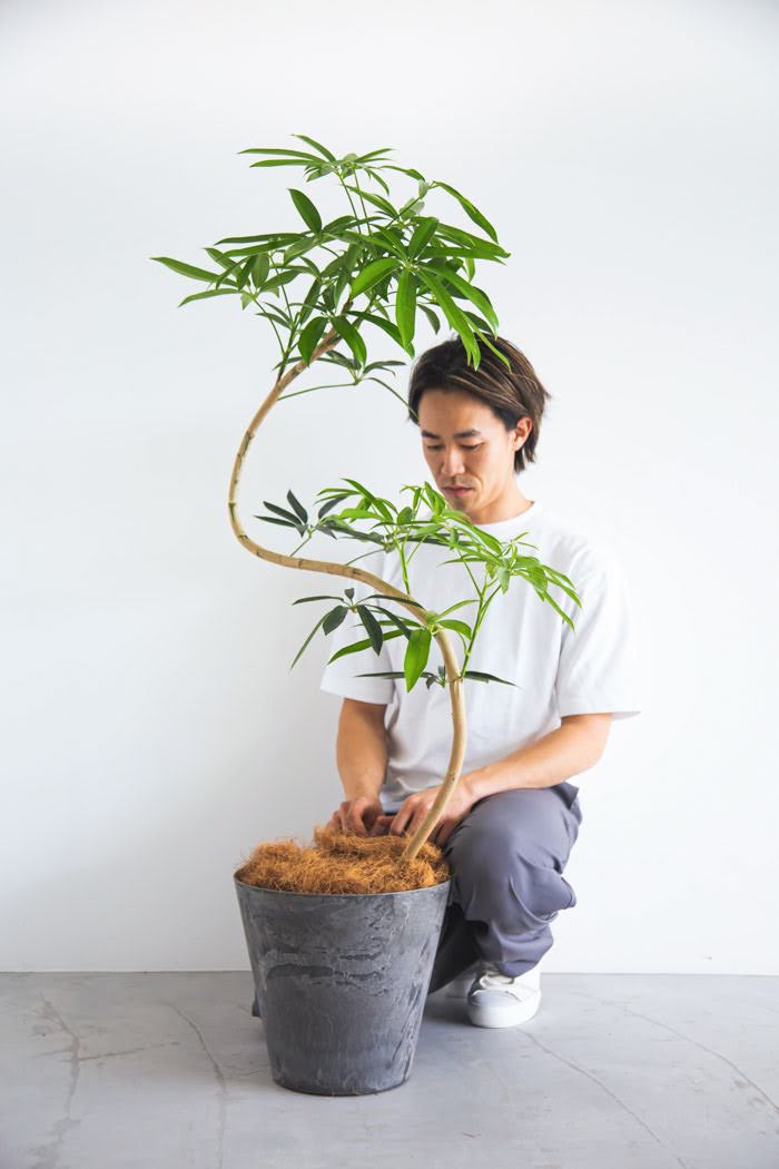 観葉植物 シェフレラ・アンガスティフォリア 曲がり（8号鉢）の写真3枚目