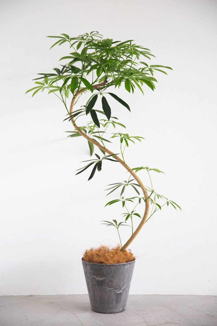 観葉植物 シェフレラ・アンガスティフォリア 曲がり（8号鉢）の写真4枚目