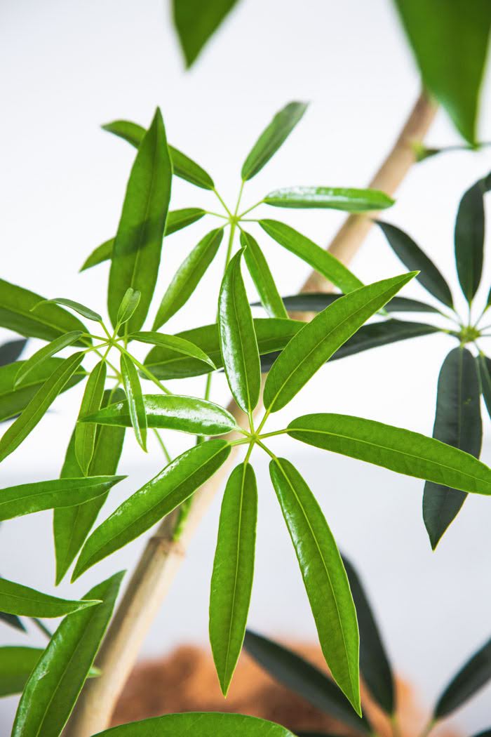 観葉植物 シェフレラ・アンガスティフォリア 曲がり（8号鉢）の写真5枚目