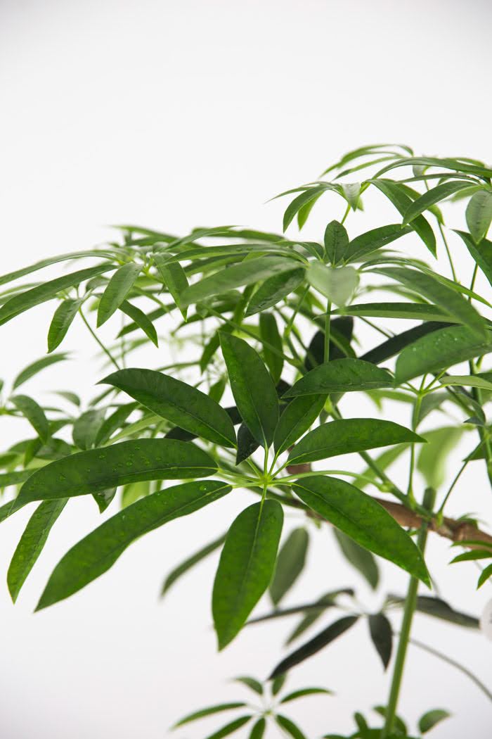 観葉植物 シェフレラ・アンガスティフォリア 曲がり（8号鉢