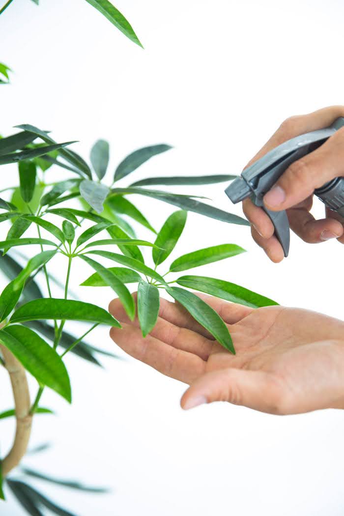 観葉植物 シェフレラ・アンガスティフォリア 曲がり（8号鉢）の写真8枚目