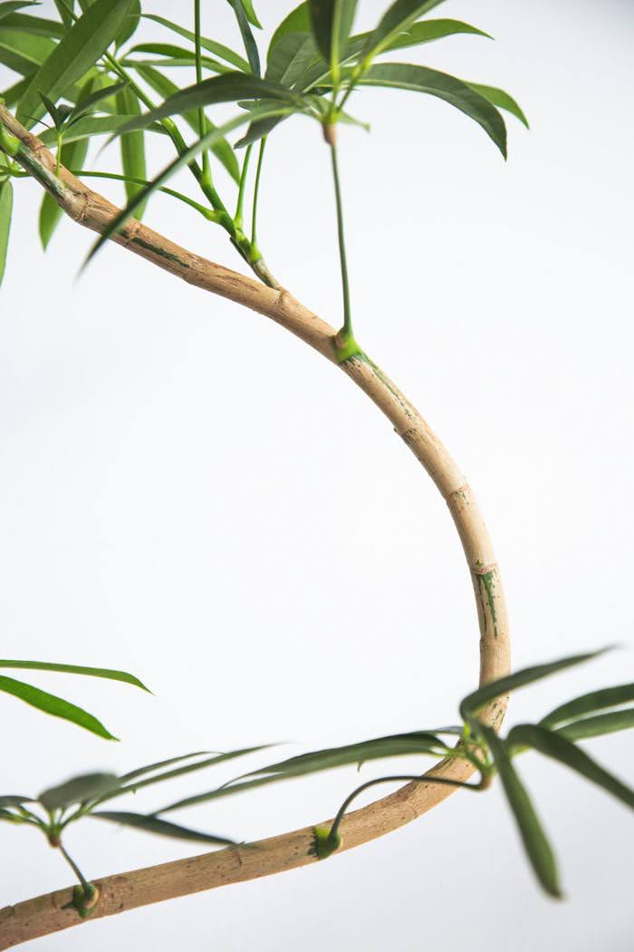 観葉植物 シェフレラ・アンガスティフォリア 曲がり（8号鉢）の写真7枚目