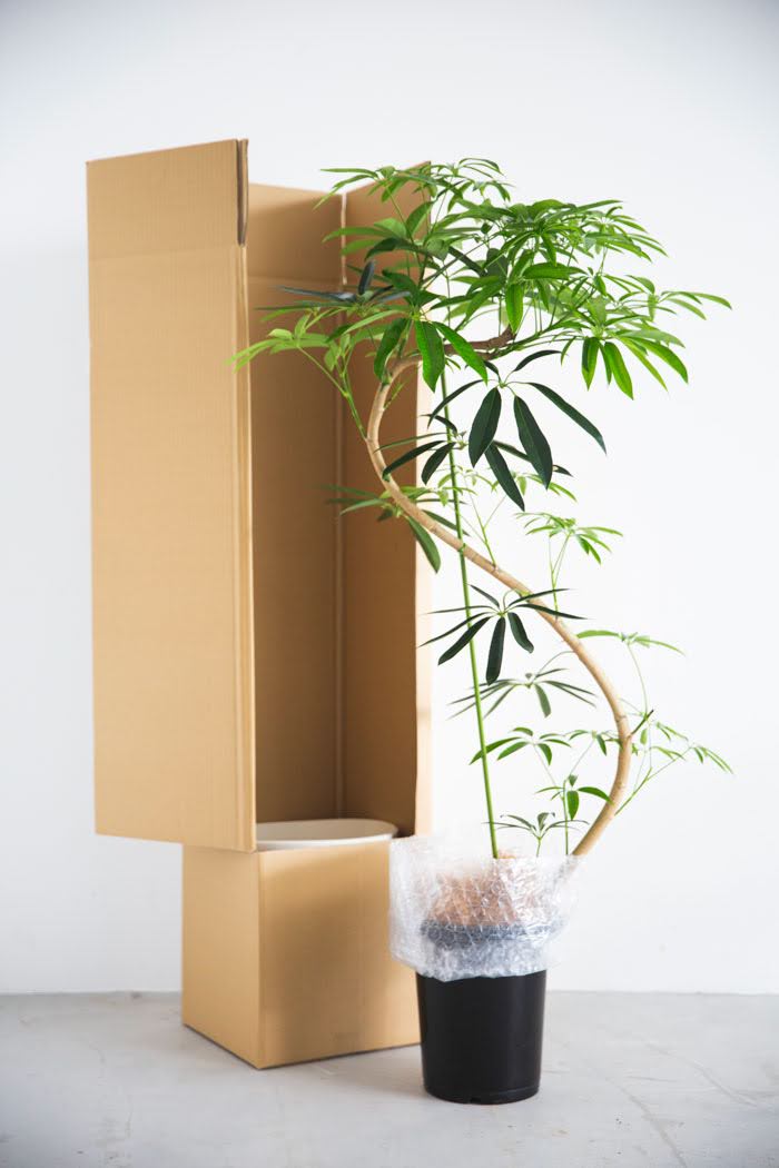 観葉植物 シェフレラ・アンガスティフォリア 曲がり（8号鉢）の写真9枚目