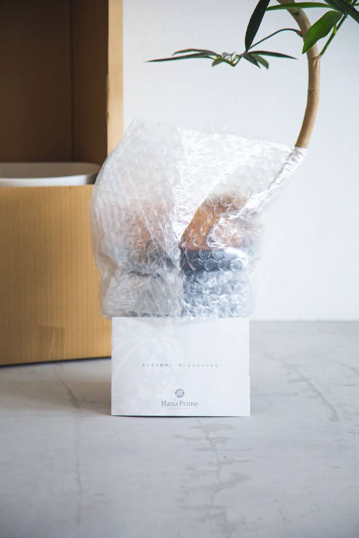 観葉植物 シェフレラ・アンガスティフォリア 曲がり（8号鉢）の写真10枚目