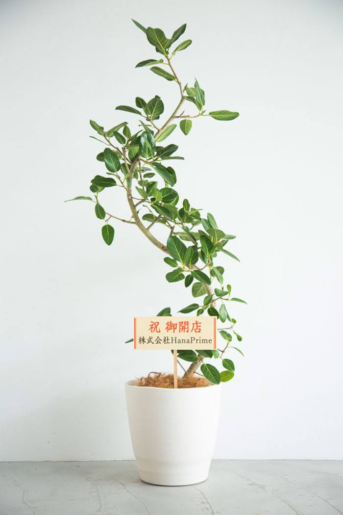 観葉植物 フィカス ベンガレンシス　曲がり（10号鉢）