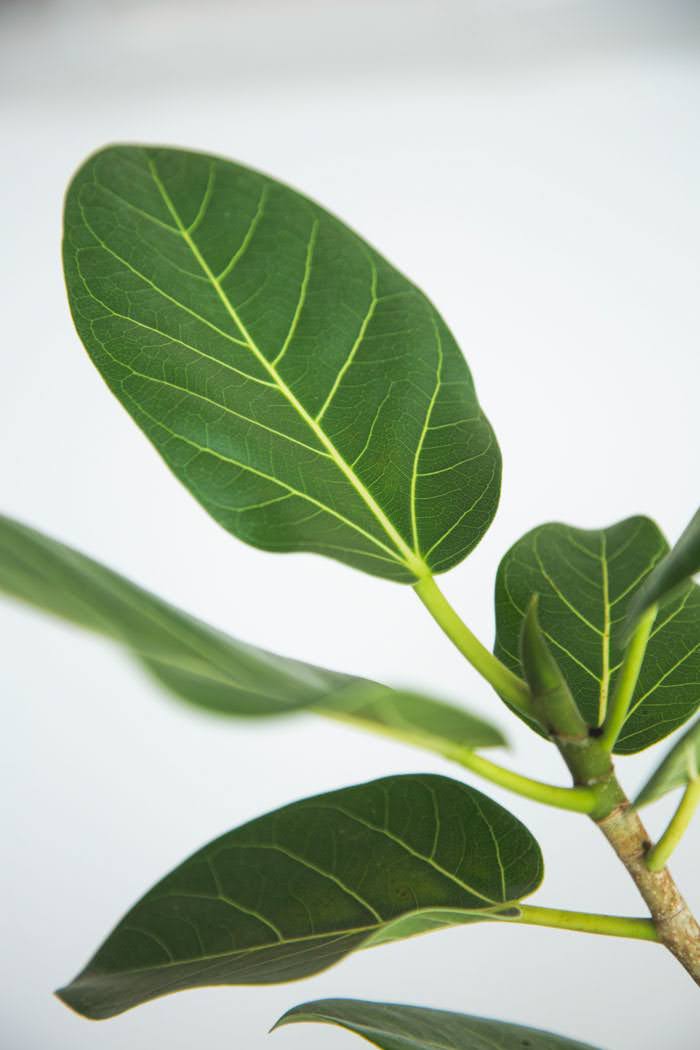 観葉植物 フィカス ベンガレンシス 曲がり（10号鉢）｜HanaPrime（ハナ