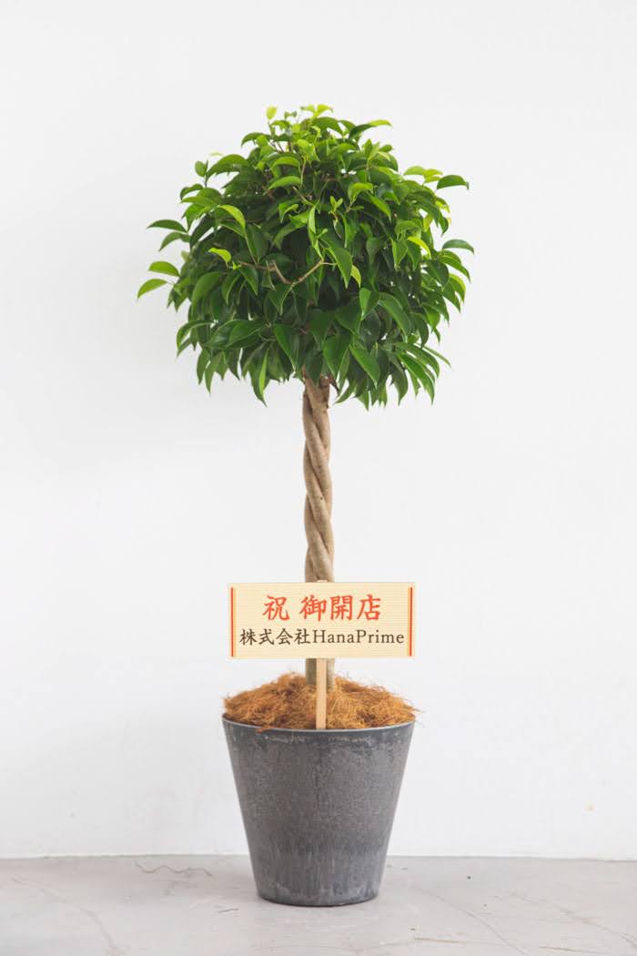 観葉植物 フィカス ベンジャミン（8号鉢）の写真2枚目