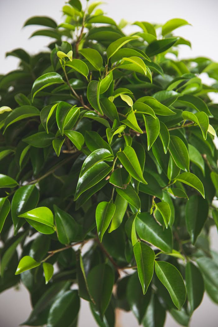 観葉植物 フィカス ベンジャミン（8号鉢）｜HanaPrime（ハナプライム）