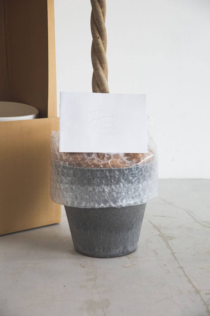 観葉植物 フィカス ベンジャミン（8号鉢）の写真8枚目