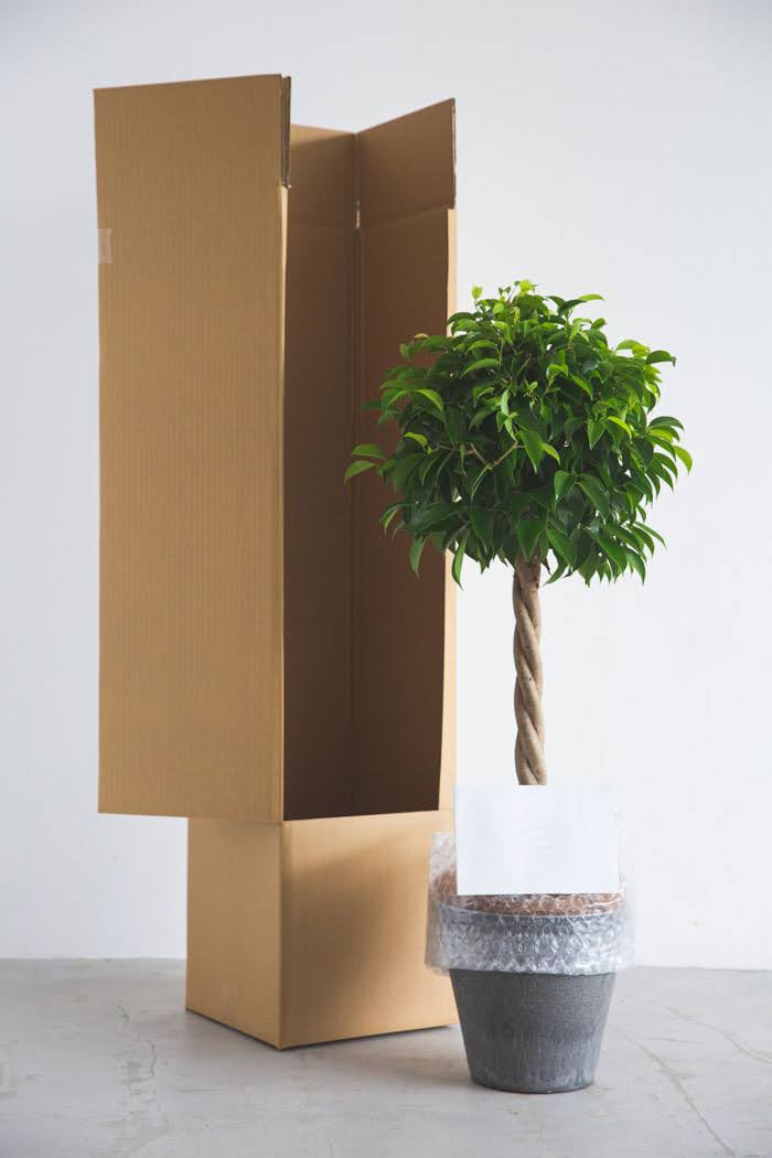 観葉植物 フィカス ベンジャミン（8号鉢）の写真9枚目