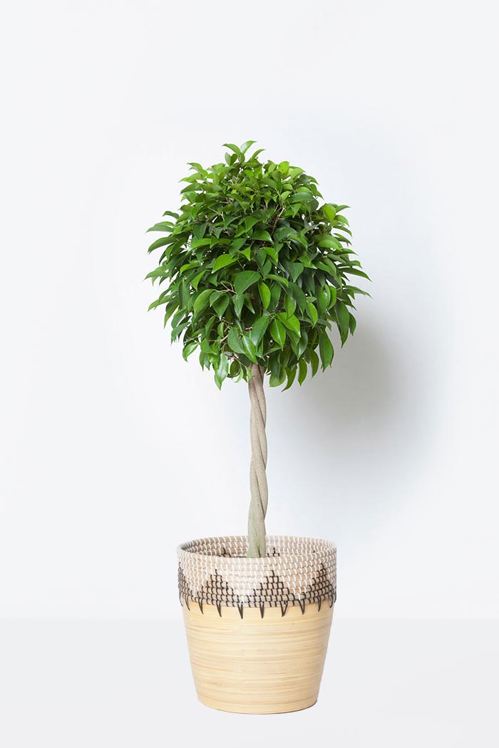 観葉植物 フィカス ベンジャミン 8号鉢 公式 Hanaprime 花と植物のギフト通販