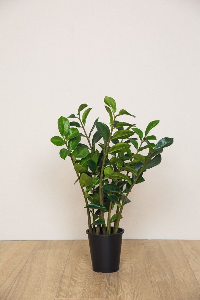 ザミフォリア（フェイクグリーン）