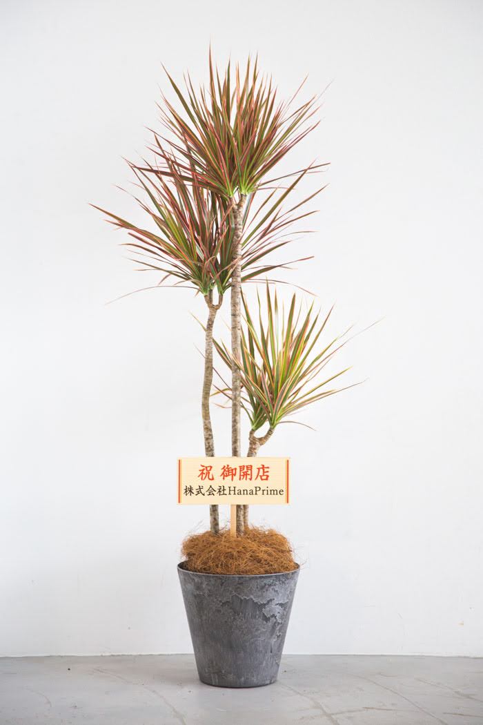 観葉植物 ドラセナ コンシンネ レインボー（8号鉢）