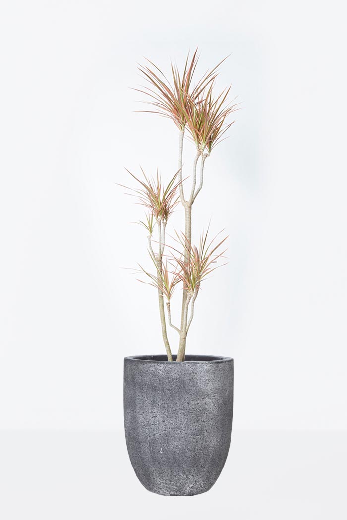 観葉植物 ドラセナ コンシンネ レインボー 8号鉢 公式 Hanaprime 花と植物のギフト通販 観葉植物 ドラセナ コンシンネ レインボー 8号鉢 公式 Hanaprime 花と植物のギフト通販