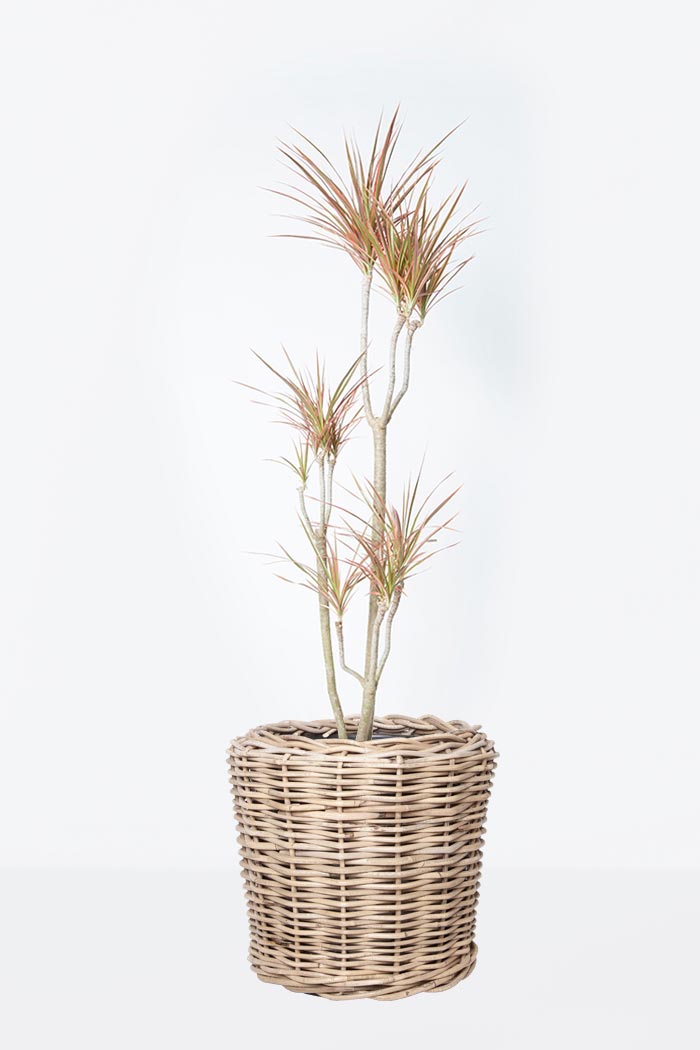 観葉植物 ドラセナ コンシンネ レインボー 8号鉢 公式 Hanaprime 花と植物のギフト通販 観葉植物 ドラセナ コンシンネ レインボー 8号鉢 公式 Hanaprime 花と植物のギフト通販