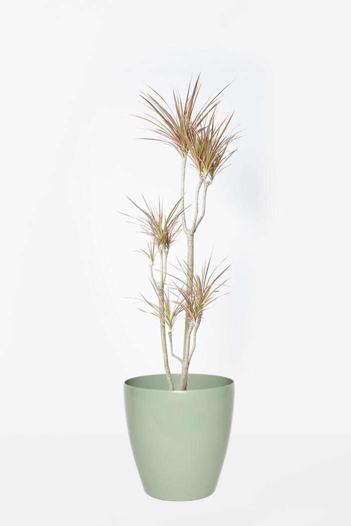 観葉植物 ドラセナ コンシンネ レインボー 8号鉢 公式 Hanaprime 花と植物のギフト通販 観葉植物 ドラセナ コンシンネ レインボー 8号鉢 公式 Hanaprime 花と植物のギフト通販