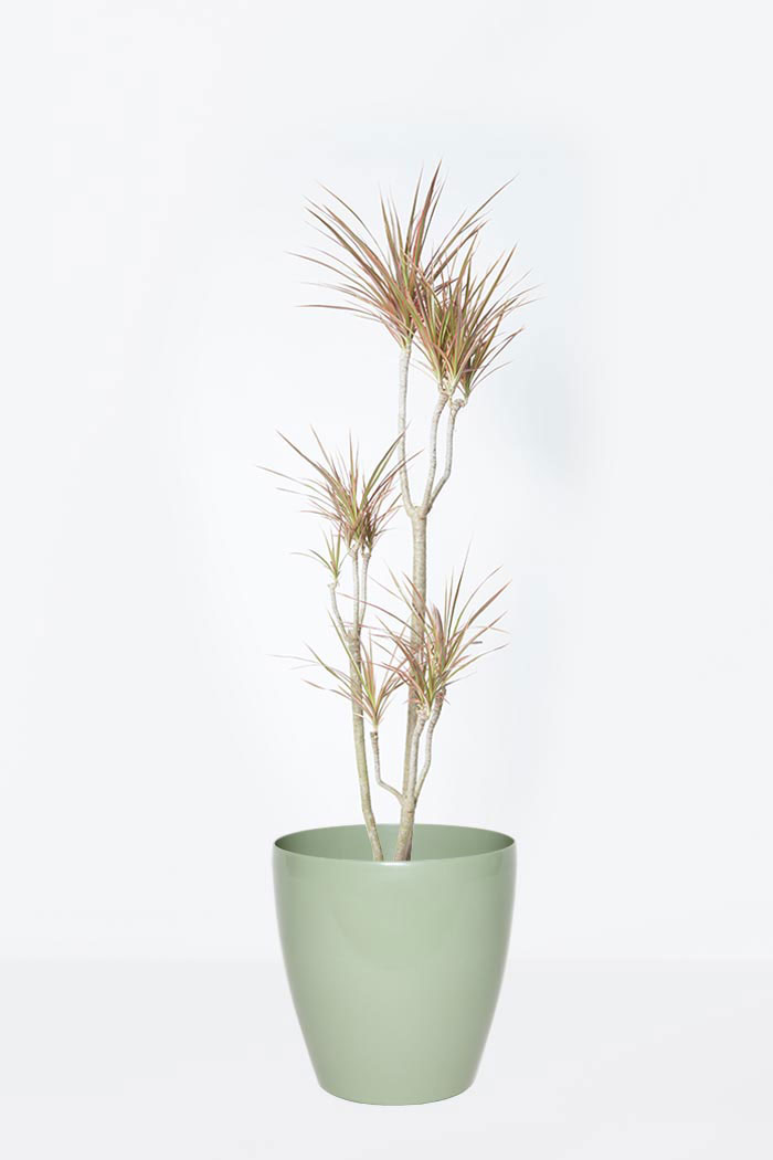 観葉植物 ドラセナ コンシンネ レインボー 8号鉢 公式 Hanaprime 花と植物のギフト通販