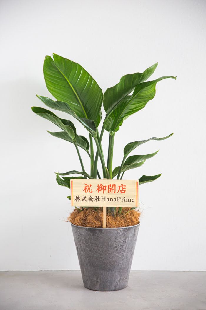 観葉植物 オーガスタ（8号鉢）