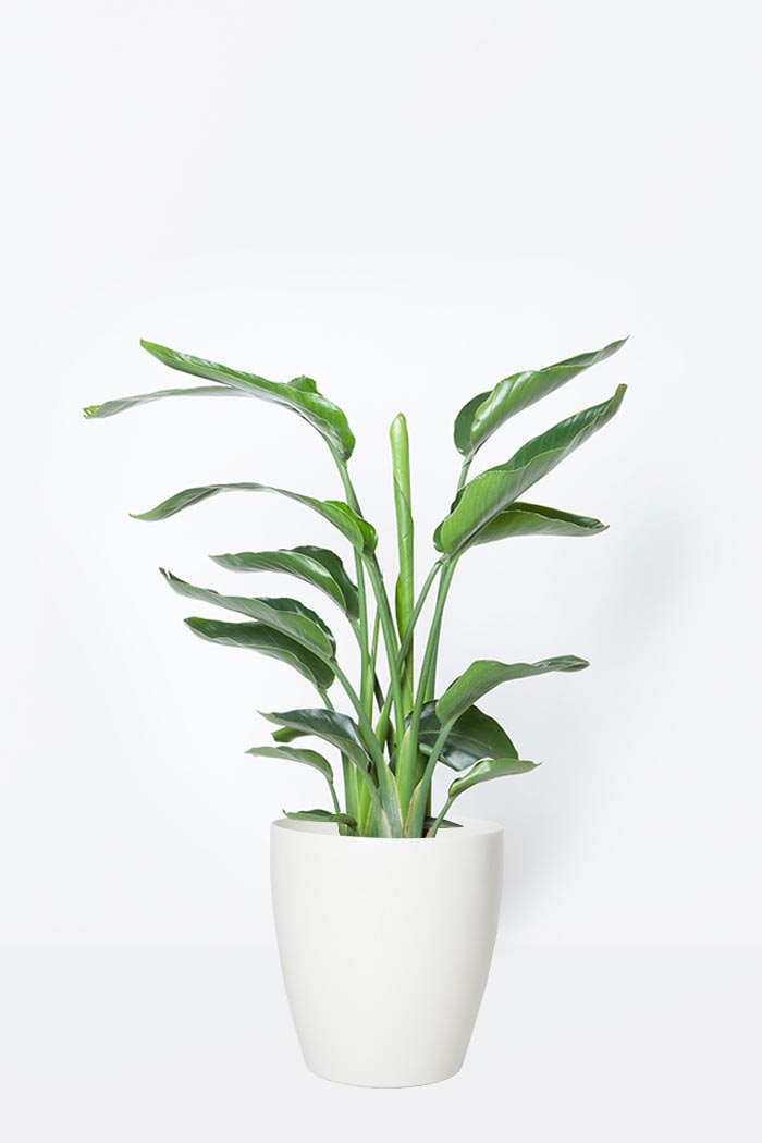 観葉植物 オーガスタ(8号鉢)