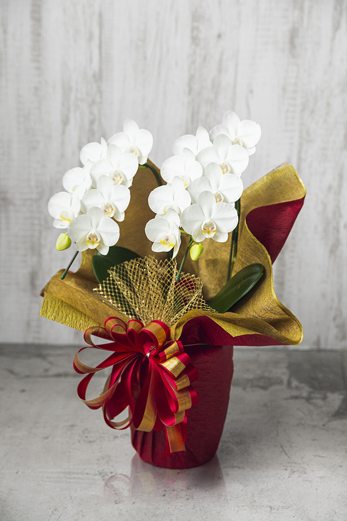 ミディ胡蝶蘭 ２本立ち アマビリス