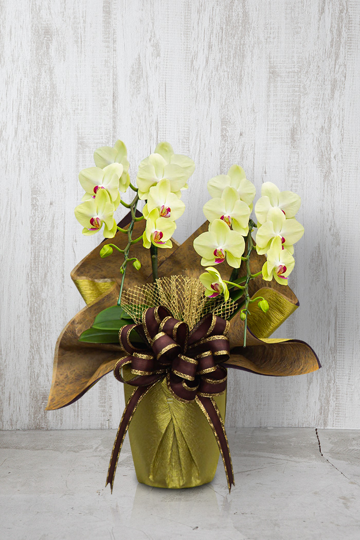 ミディ胡蝶蘭 ２本立ち フォーチュン・ザルツマン