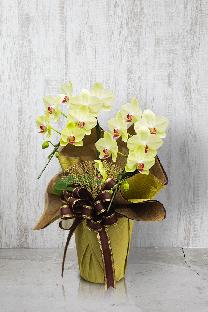 ミディ胡蝶蘭 ２本立ち フォーチュン・ザルツマン