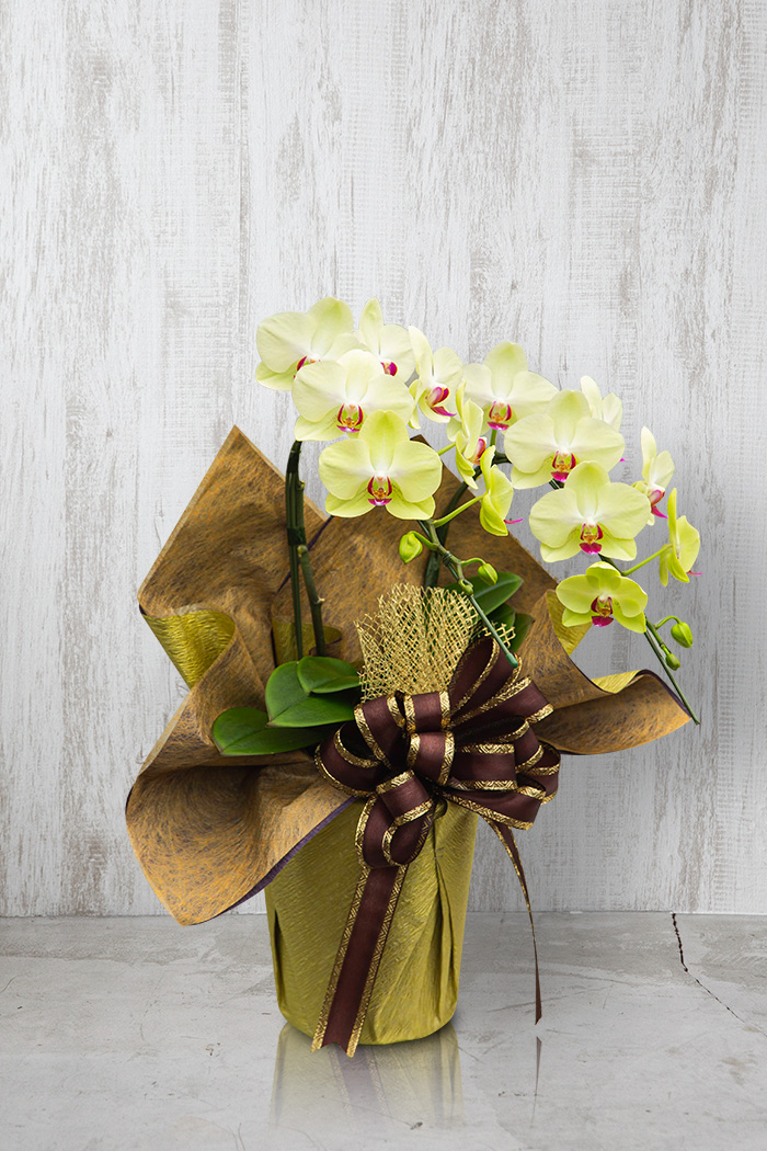 ミディ胡蝶蘭 ２本立ち フォーチュン・ザルツマンの写真3枚目