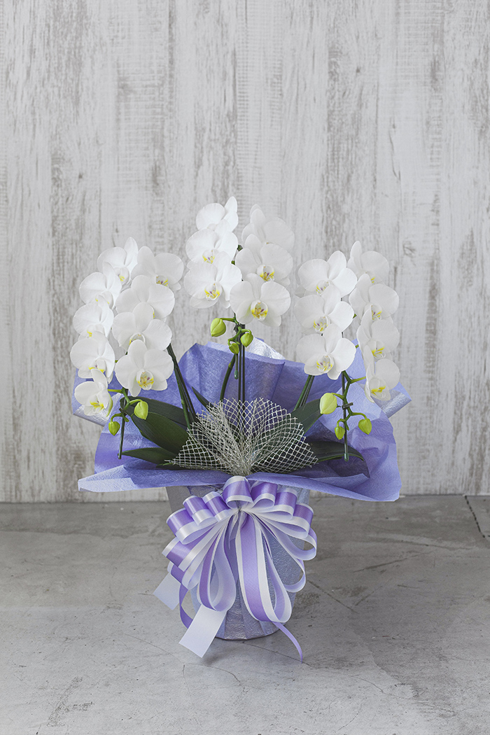 お供え花 ミディ胡蝶蘭 3本立ち アマビリスの写真1枚目