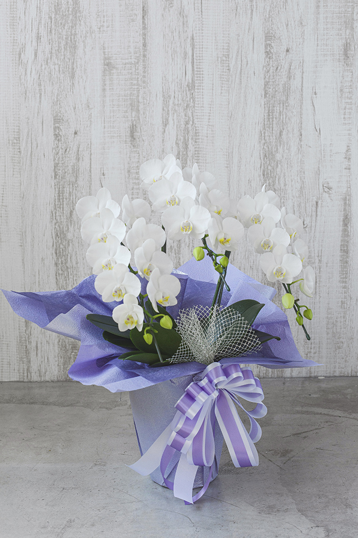 お供え花 ミディ胡蝶蘭 3本立ち アマビリスの写真3枚目