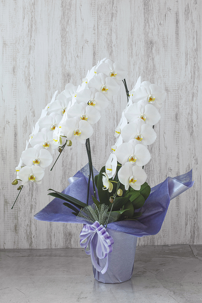 お供え花 大輪 胡蝶蘭 36輪～39輪 3本立ち 白