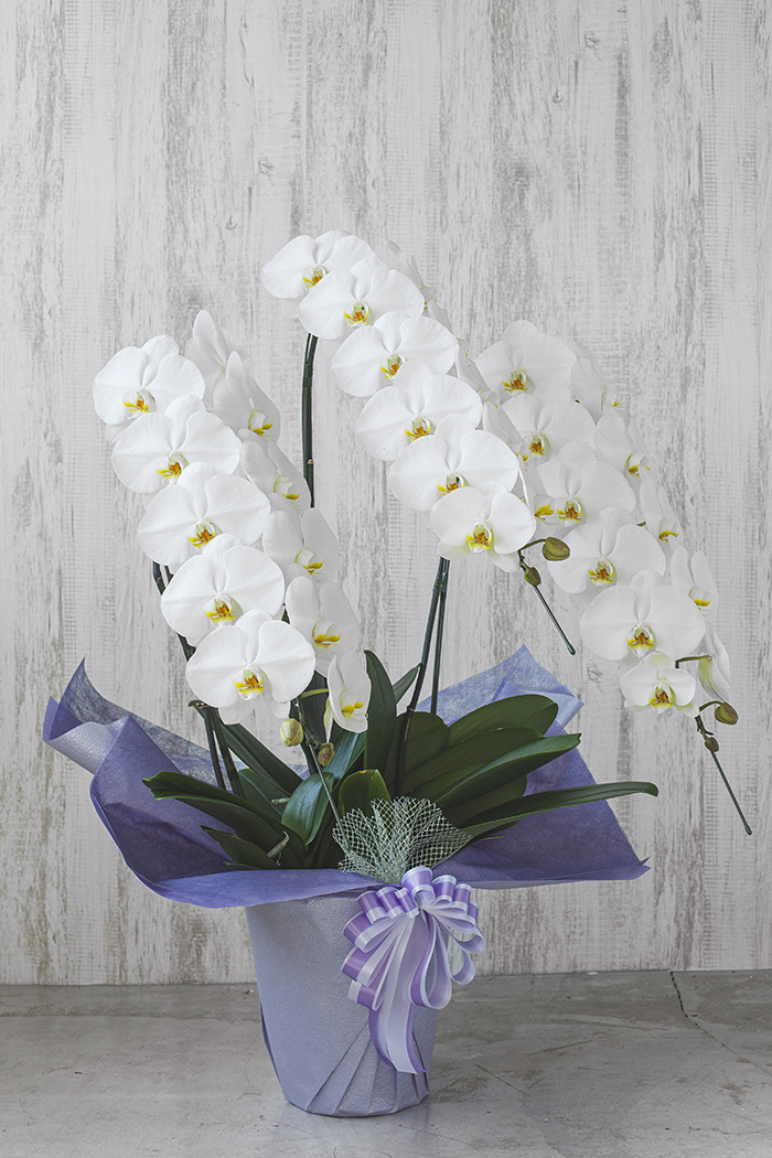 お供え花 大輪 胡蝶蘭 36輪～39輪 3本立ち 白の写真3枚目