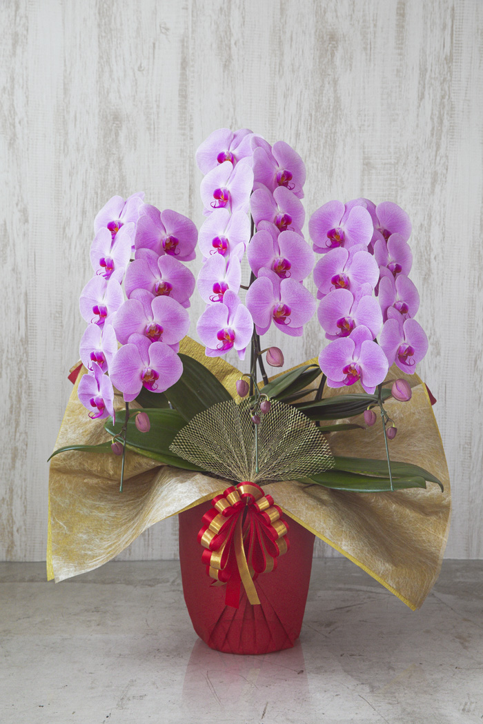 胡蝶蘭 大輪 27〜30輪 3本立ち ピンクの写真1枚目