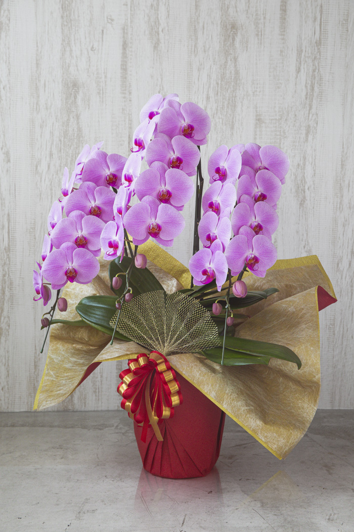 胡蝶蘭 大輪 27〜30輪 3本立ち ピンクの写真3枚目