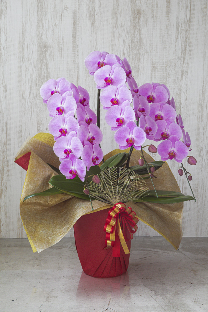 胡蝶蘭 大輪 27〜30輪 3本立ち ピンクの写真4枚目