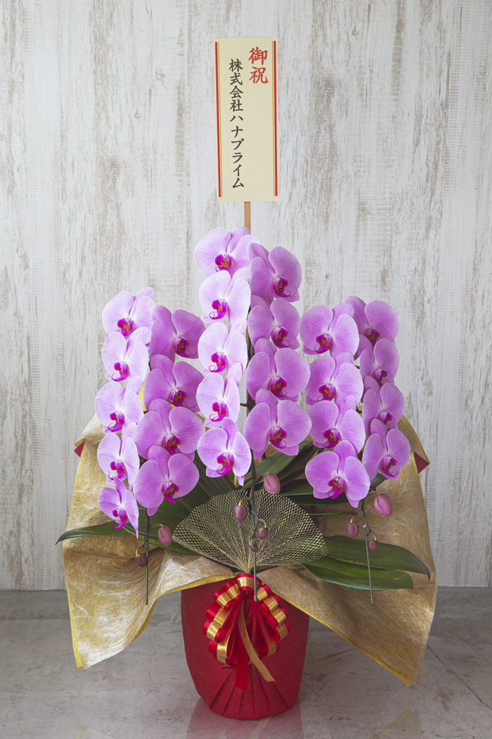 胡蝶蘭 大輪 27〜30輪 3本立ち ピンク