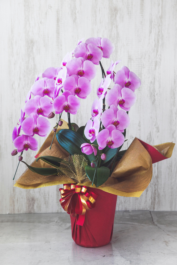 胡蝶蘭 30輪 33輪 3本立ち ピンク 公式 Hanaprime 花と植物のギフト通販