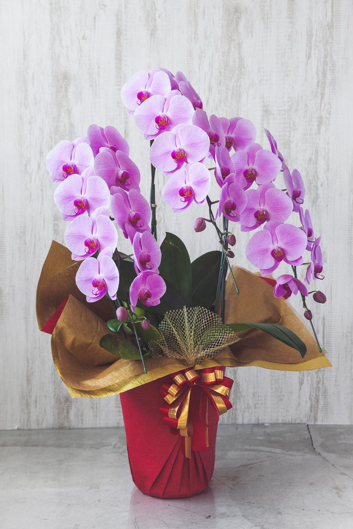 胡蝶蘭 30輪 33輪 3本立ち ピンク 公式 Hanaprime 花と植物のギフト通販