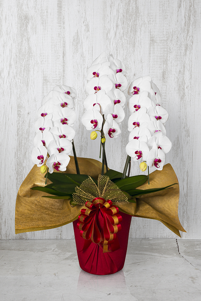 胡蝶蘭 大輪 33輪～36輪 3本立ち 赤リップの写真1枚目