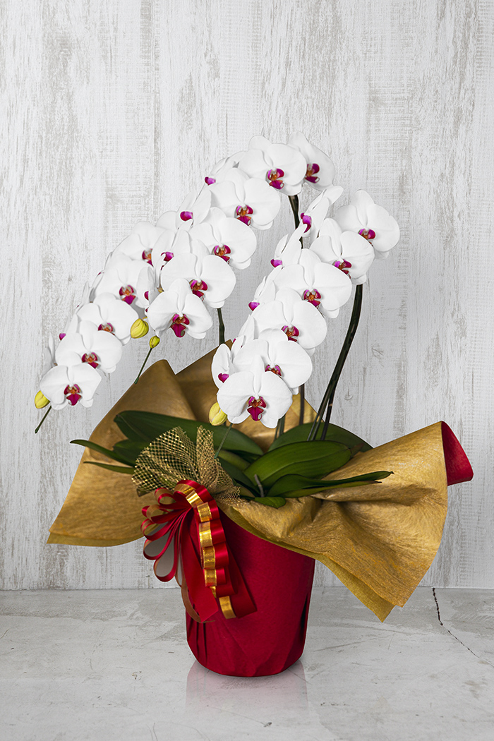 胡蝶蘭 大輪 33輪～36輪 3本立ち 赤リップ