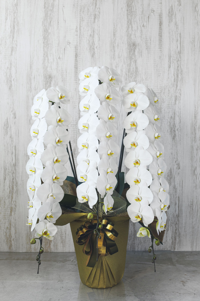 胡蝶蘭 大輪 51輪～54輪 3本立ち 白