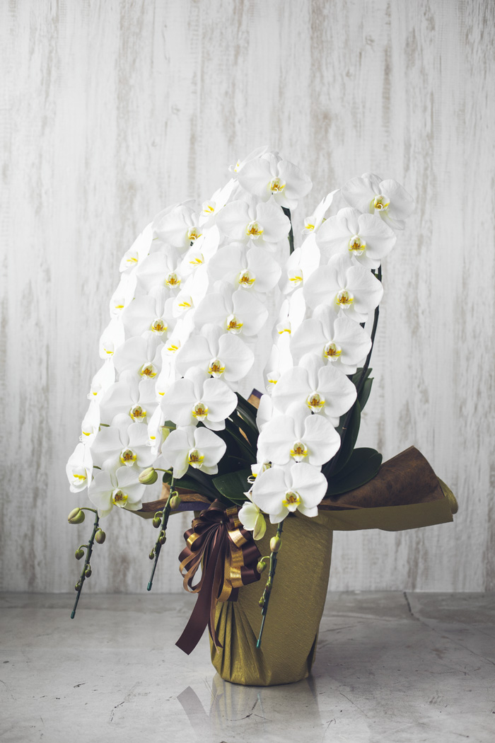 胡蝶蘭 大輪 51輪～54輪 3本立ち 白