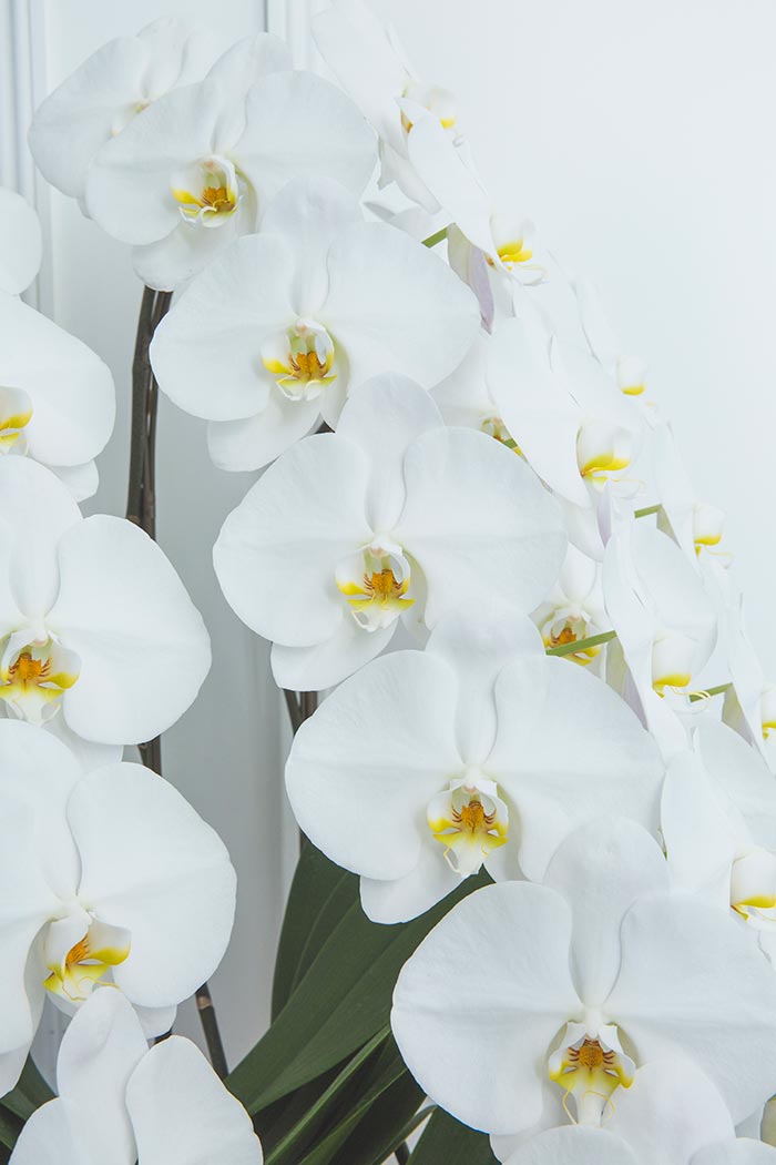 胡蝶蘭 大輪 51輪～54輪 3本立ち 白の写真4枚目