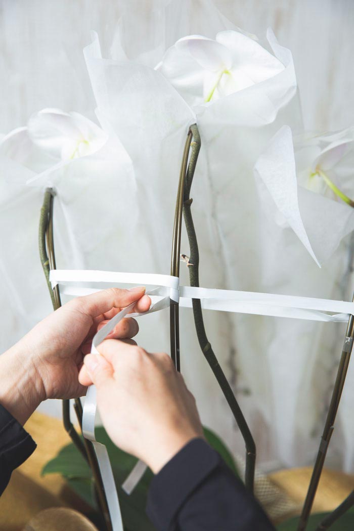 胡蝶蘭 大輪 51輪～54輪 3本立ち 白の写真8枚目