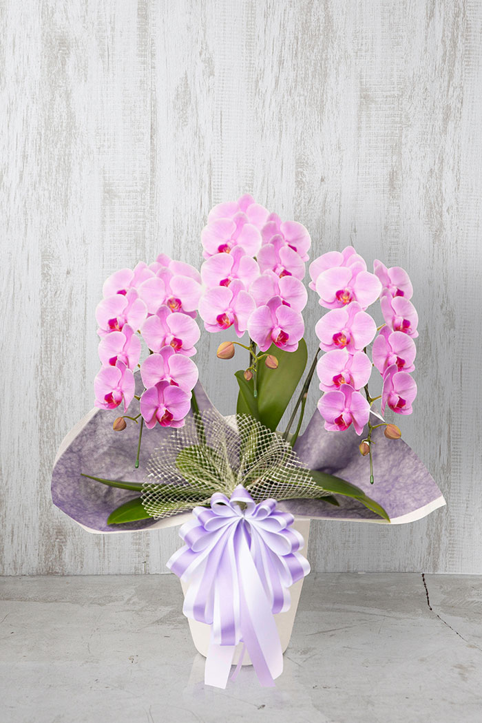 お供え花 ミディ胡蝶蘭 3本立ち ピンク 公式 Hanaprime 花と植物のギフト通販 お供え花 ミディ胡蝶蘭 3本立ち ピンク 公式 Hanaprime 花と植物のギフト通販