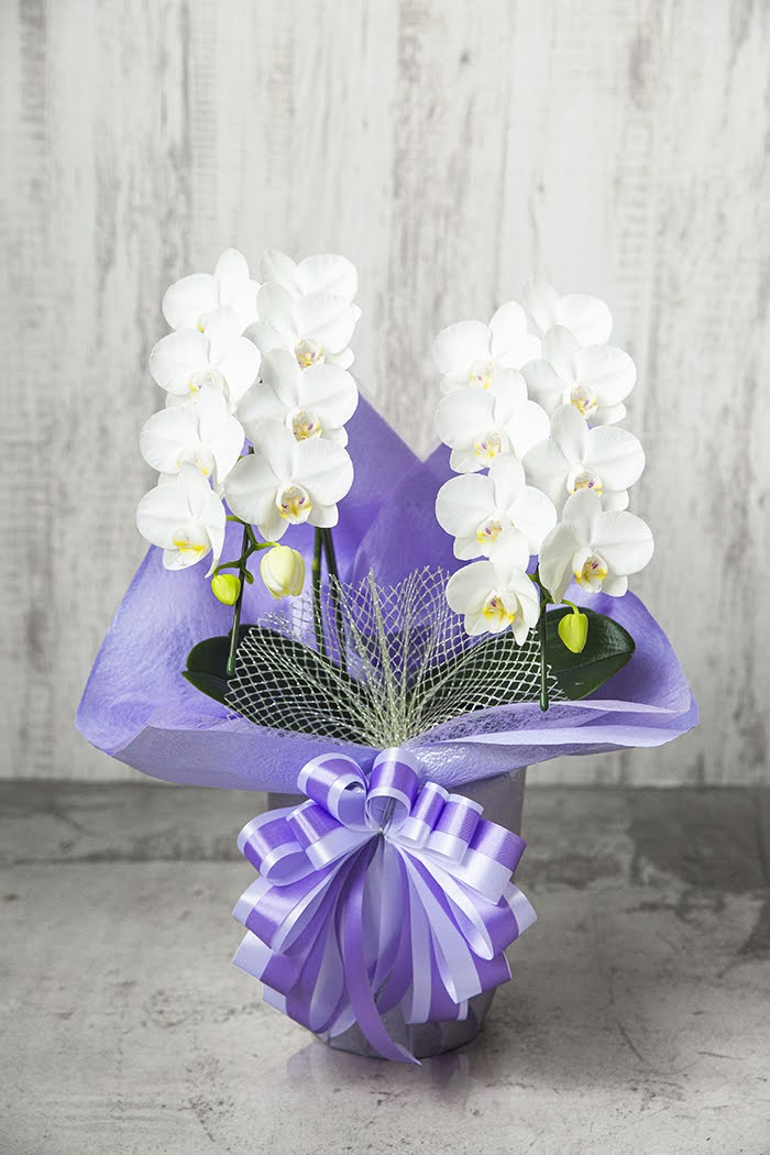 お供え花 ミディ胡蝶蘭 ２本立ち アマビリス