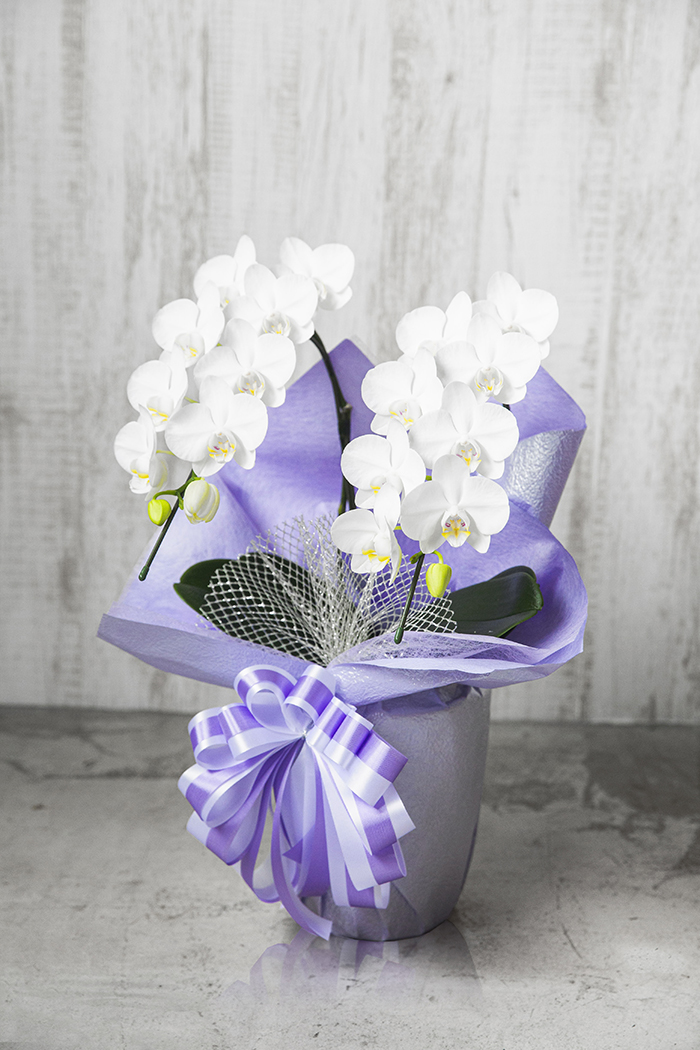 お供え花 ミディ胡蝶蘭 ２本立ち アマビリス