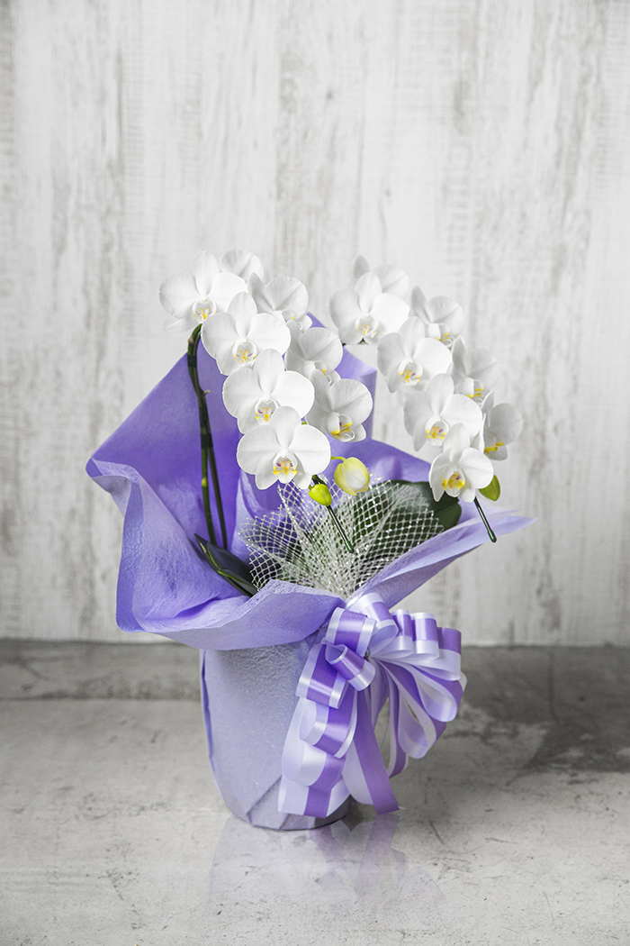 お供え花 ミディ胡蝶蘭 ２本立ち アマビリスの写真3枚目
