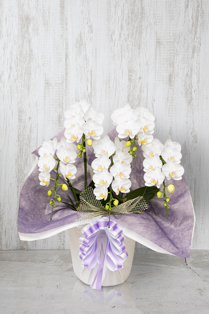 お供え花 ミディ胡蝶蘭 5本立ち アマビリス
