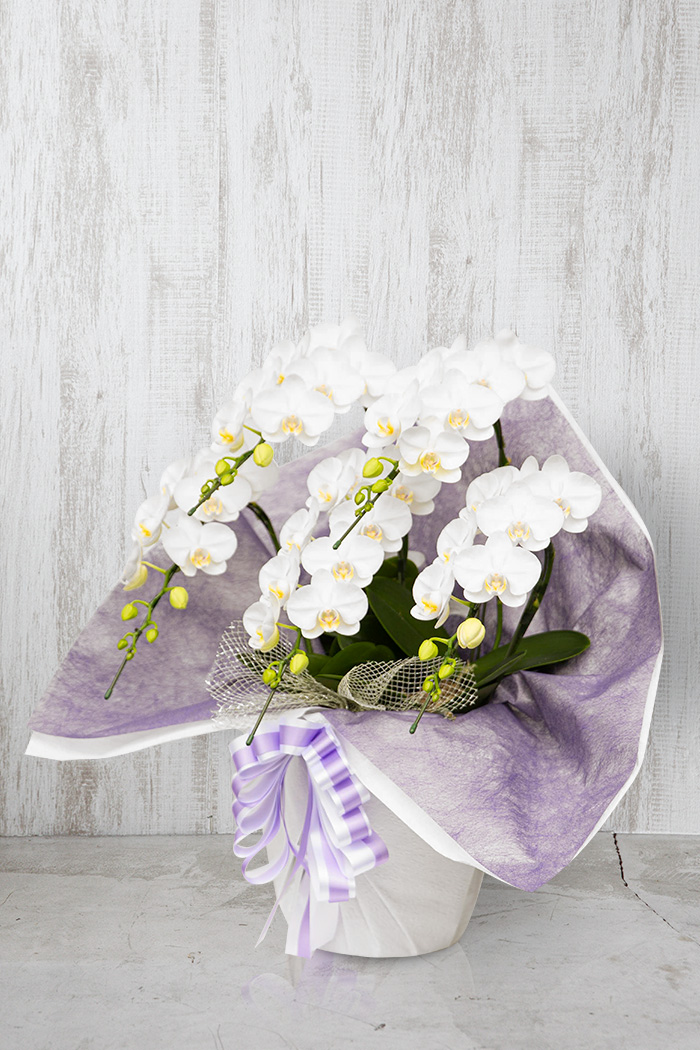 お供え花 ミディ胡蝶蘭 5本立ち アマビリスの写真2枚目